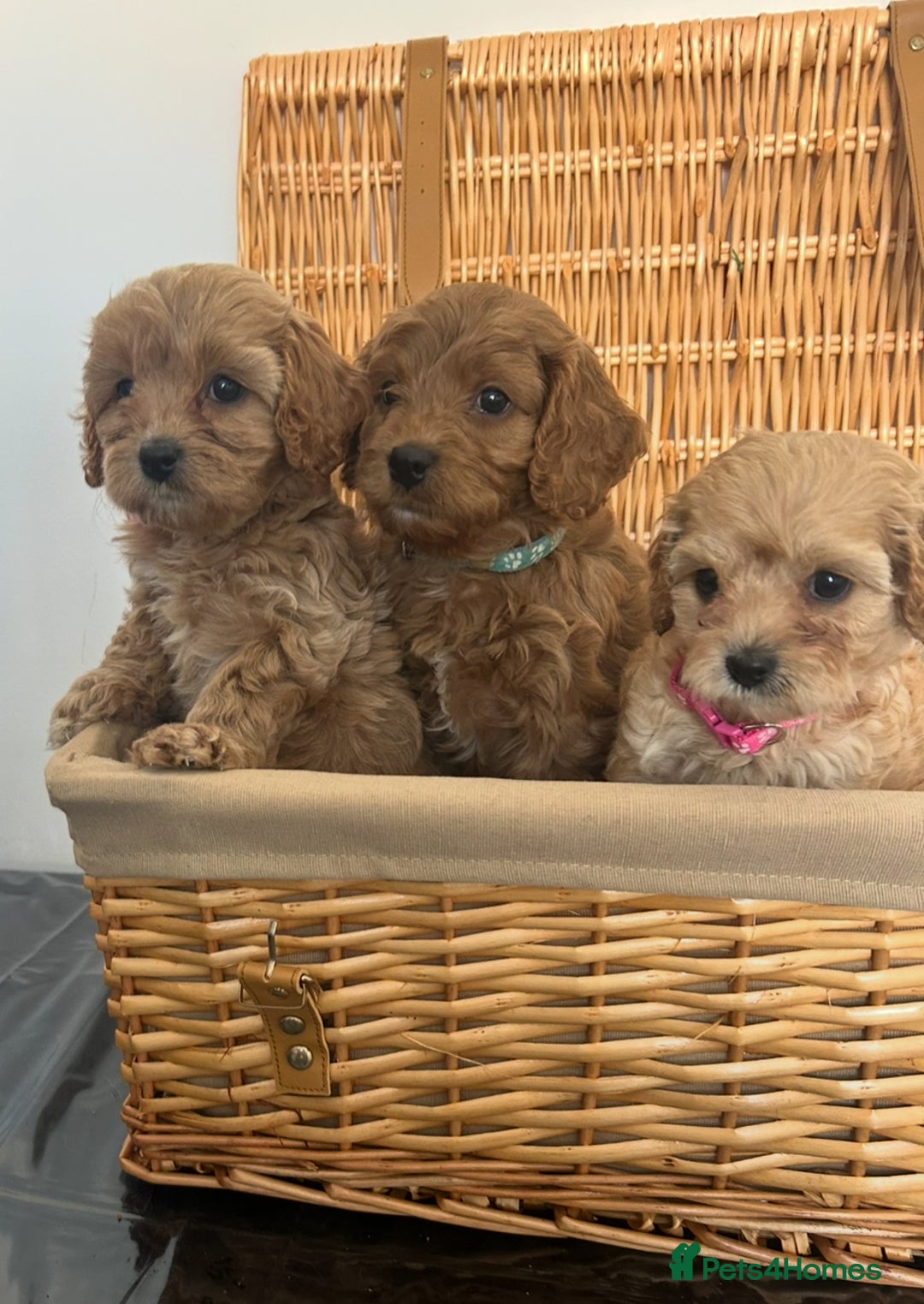 Cavapoo dogs for sale: Stunning, F1 Cavapoo fully health tested parents  - Image 22