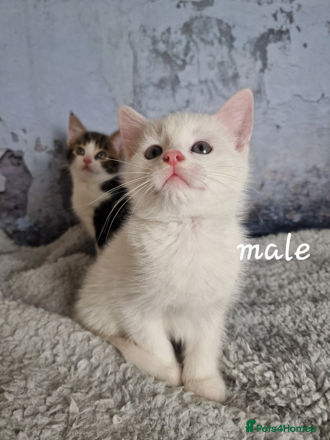 Mixed Breed cats for sale: Lovely kittens from a white odd-eyed mother. - Advert 10