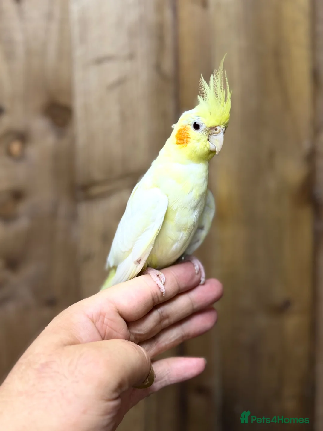 Cockatiels birds for sale: Cocktails parakeet  - Advert 6
