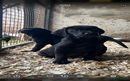 Labrador Retriever dogs for sale: Two stunning lab pups left  - Image 3