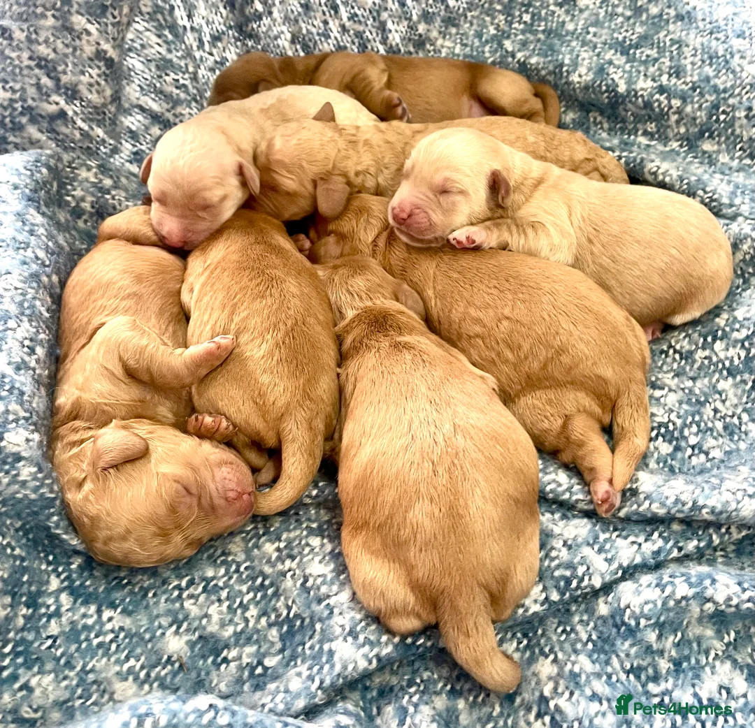 Mixed Breed dogs for sale: Double Doodle Puppies (Cockadoodles) - Advert 7