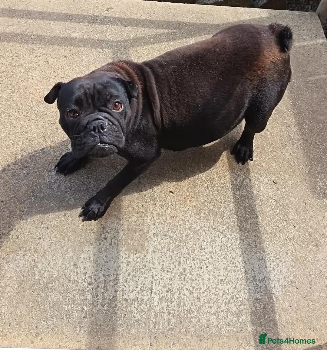 Mixed Breed dogs Bullpei male dog ready to leave  - Advert 2