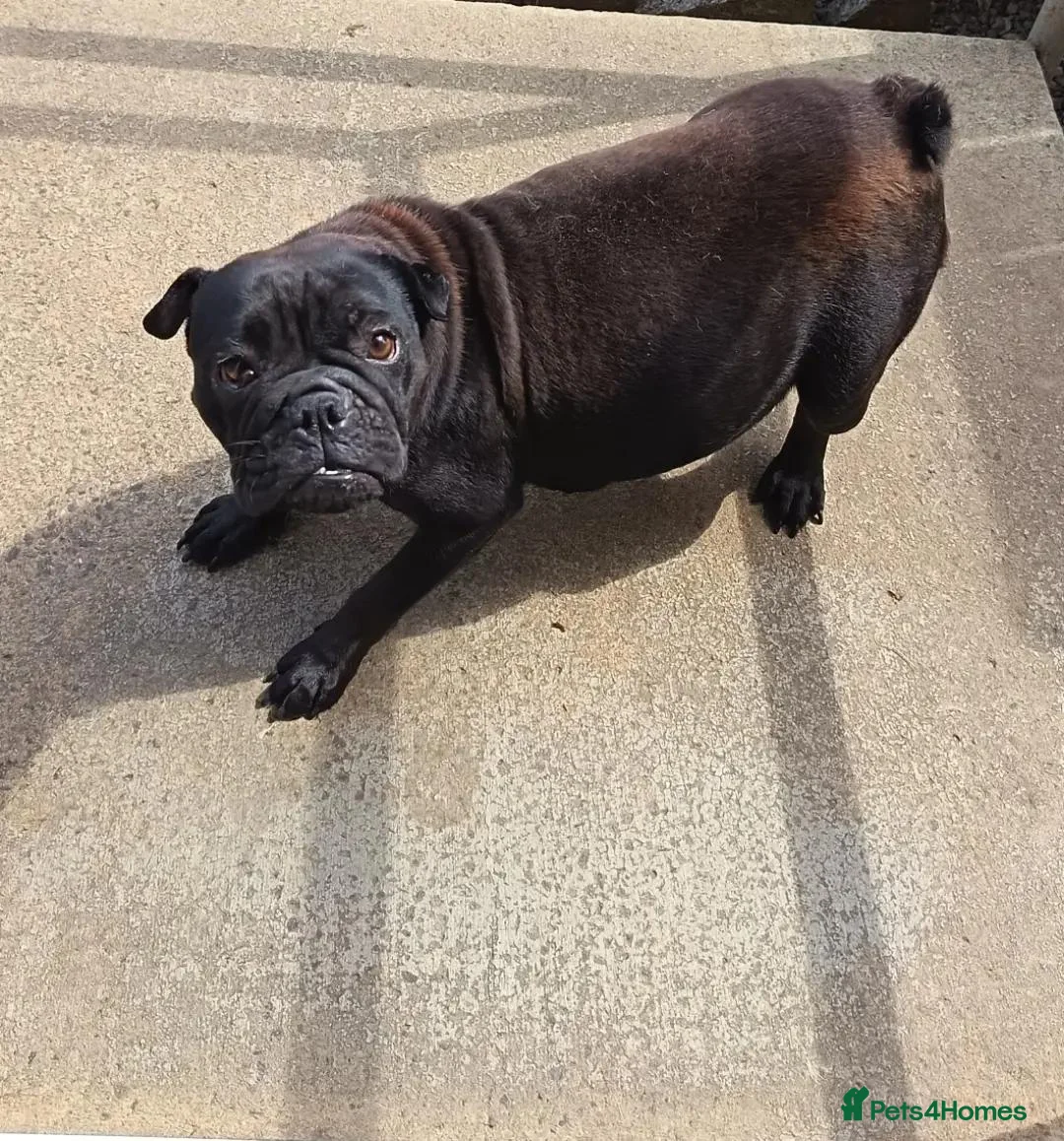 Mixed Breed dogs for sale: Bullpei male dog ready to leave  - Advert 1
