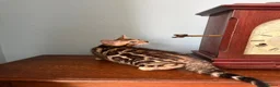 Bengal cats for sale: TICA Bengal kittens available.  - Advert 6
