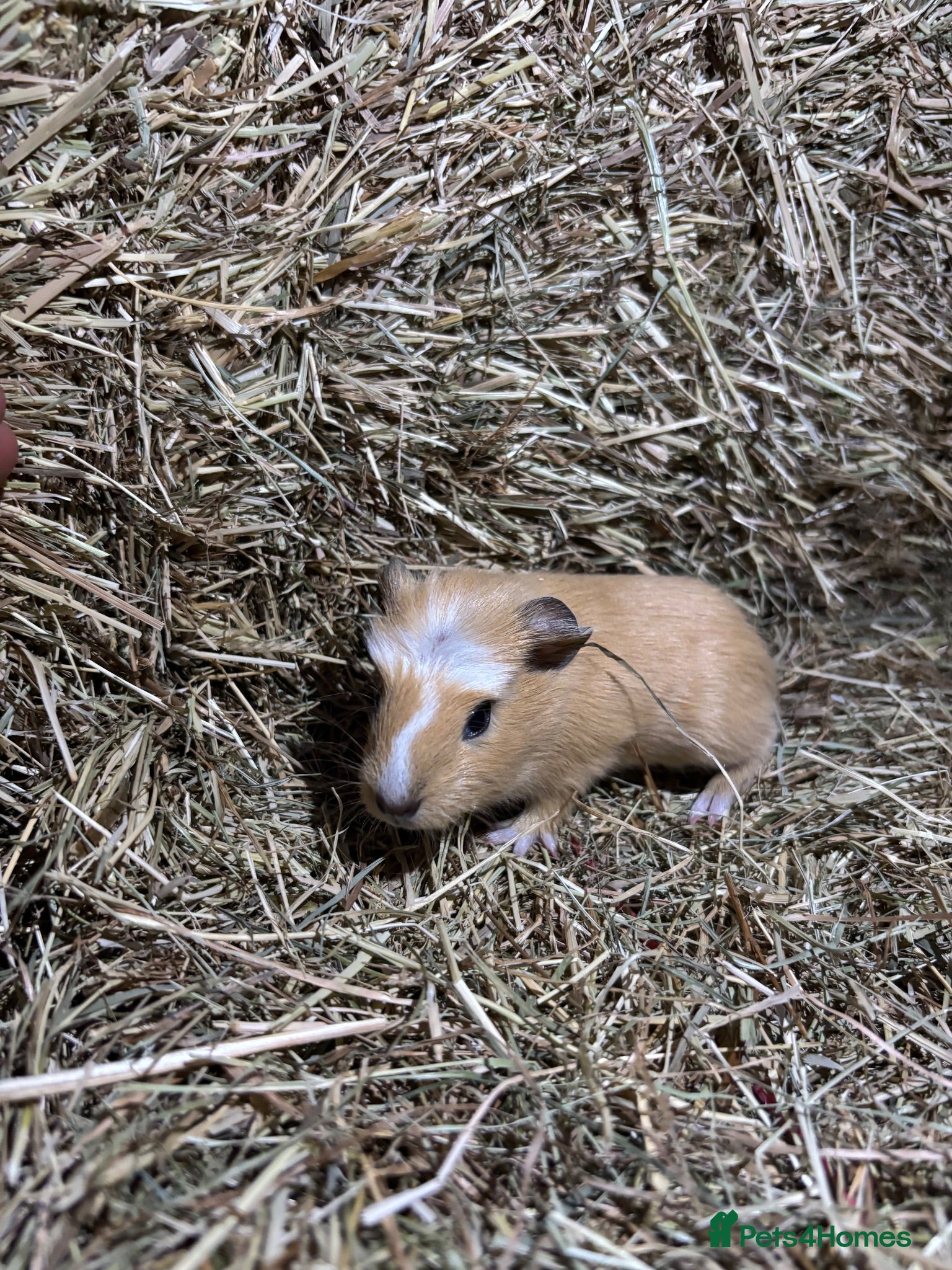 Guinea Pig rodents Baby guinea pigs for sale  - Advert 2