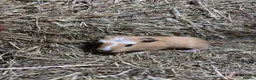 Guinea Pig rodents for sale: Baby guinea pigs for sale  - Advert 1