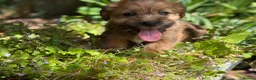 Mixed Breed dogs for sale: Exceptional Norfolk terrier x jrt pups ready now  - Advert 9