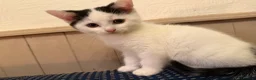 Mixed Breed cats for sale: Adorable moggie litter  in Machynlleth - Advert 6