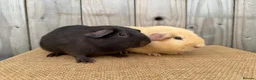 Guinea Pig rodents for sale: Stunning baby guinea pigs  - Advert 3