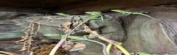 Iguana reptiles for sale: Casque Head Iguana Babies  - Advert 4