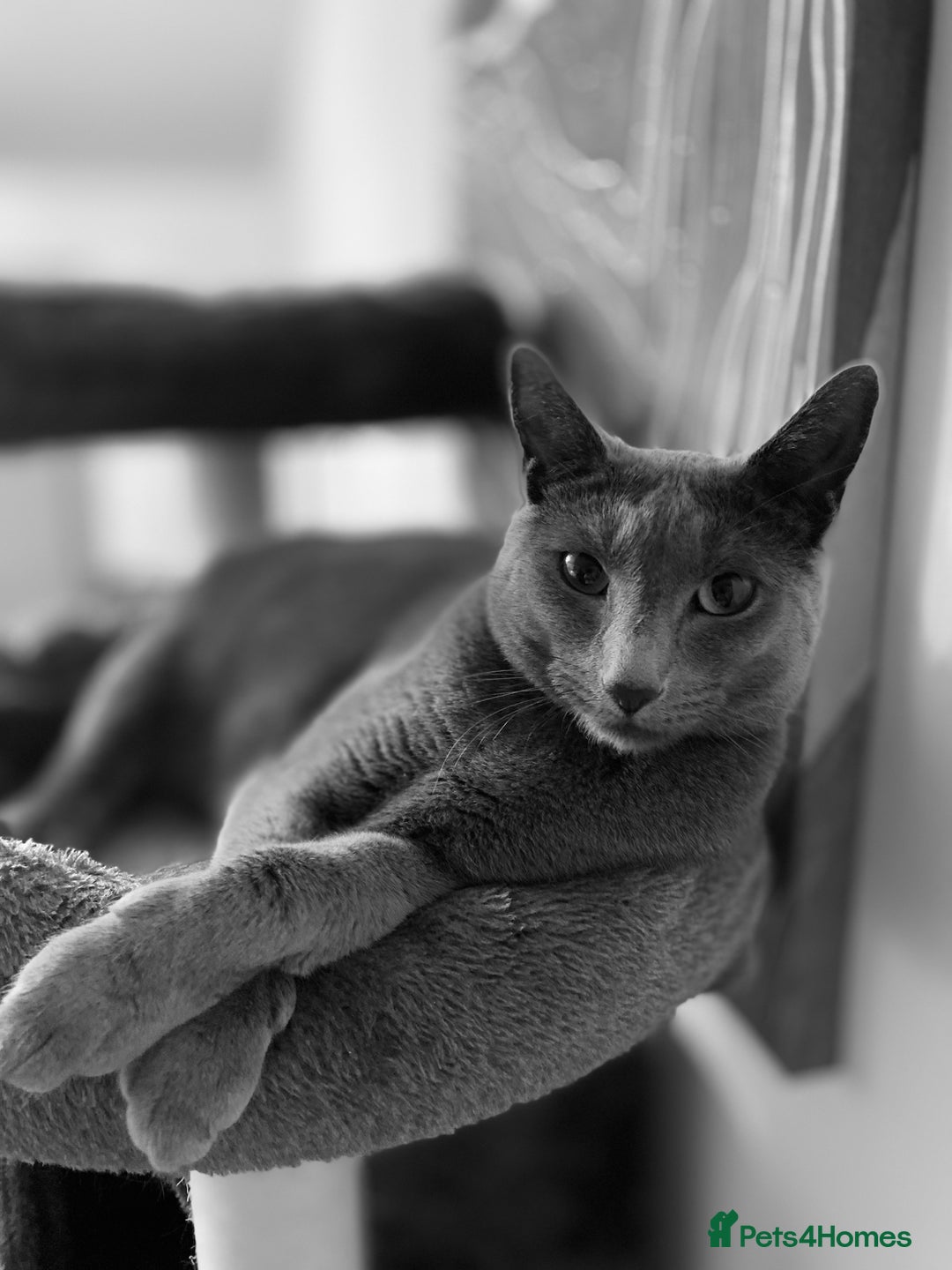 Russian Blue cats for sale: Russian Blue male - Advert 5