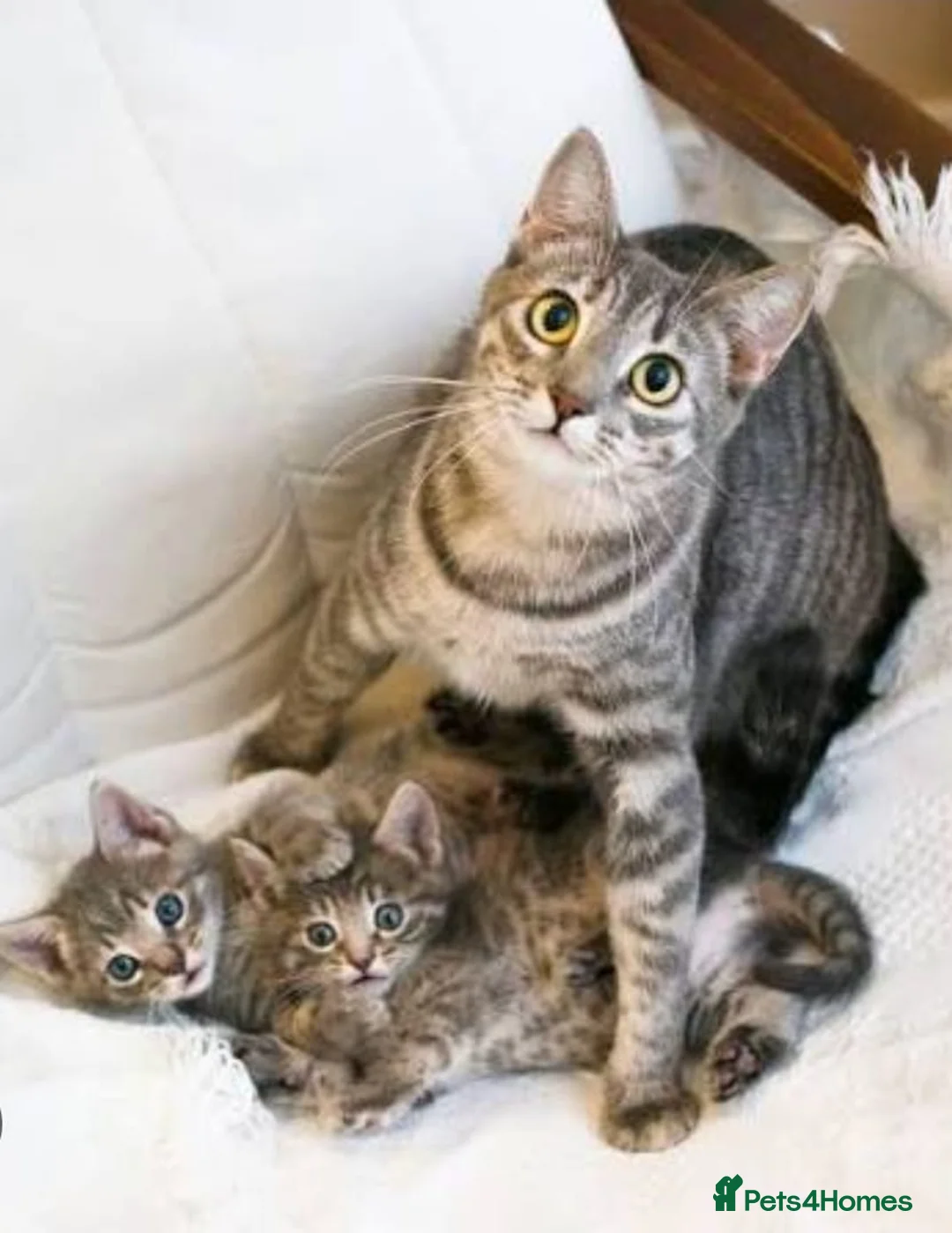 Mixed Breed cats for sale: Kitten boy  - Advert 1