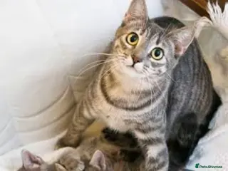 Mixed Breed cats Kitten boy - Advert 2