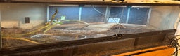 Frog reptiles for sale: Giant African Bullfrog - Advert 3