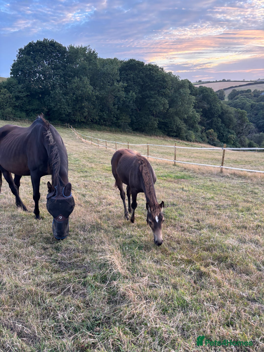 Welsh Section D horses for sale: 3 babies for sale - Image 1