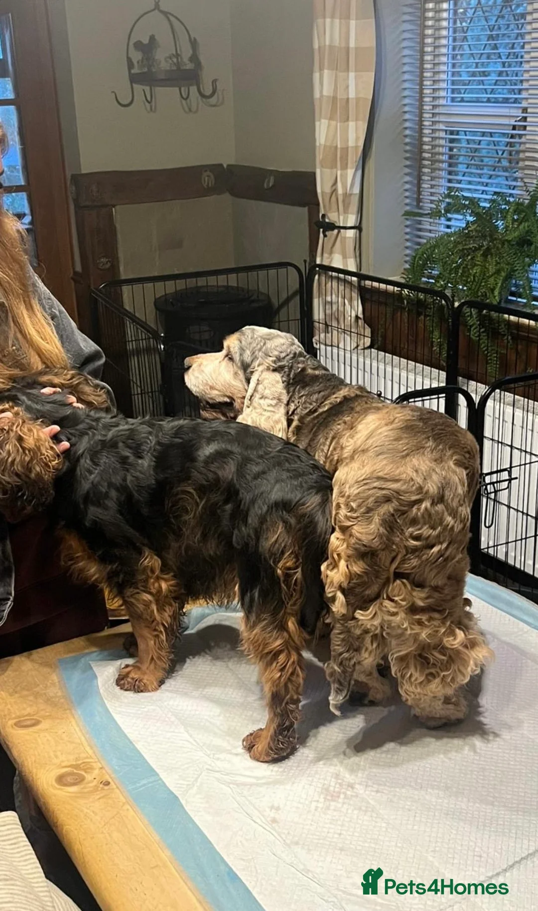 Cocker Spaniel dogs for sale: ✨Heath tested true to type KC show cockers✨ - Advert 21