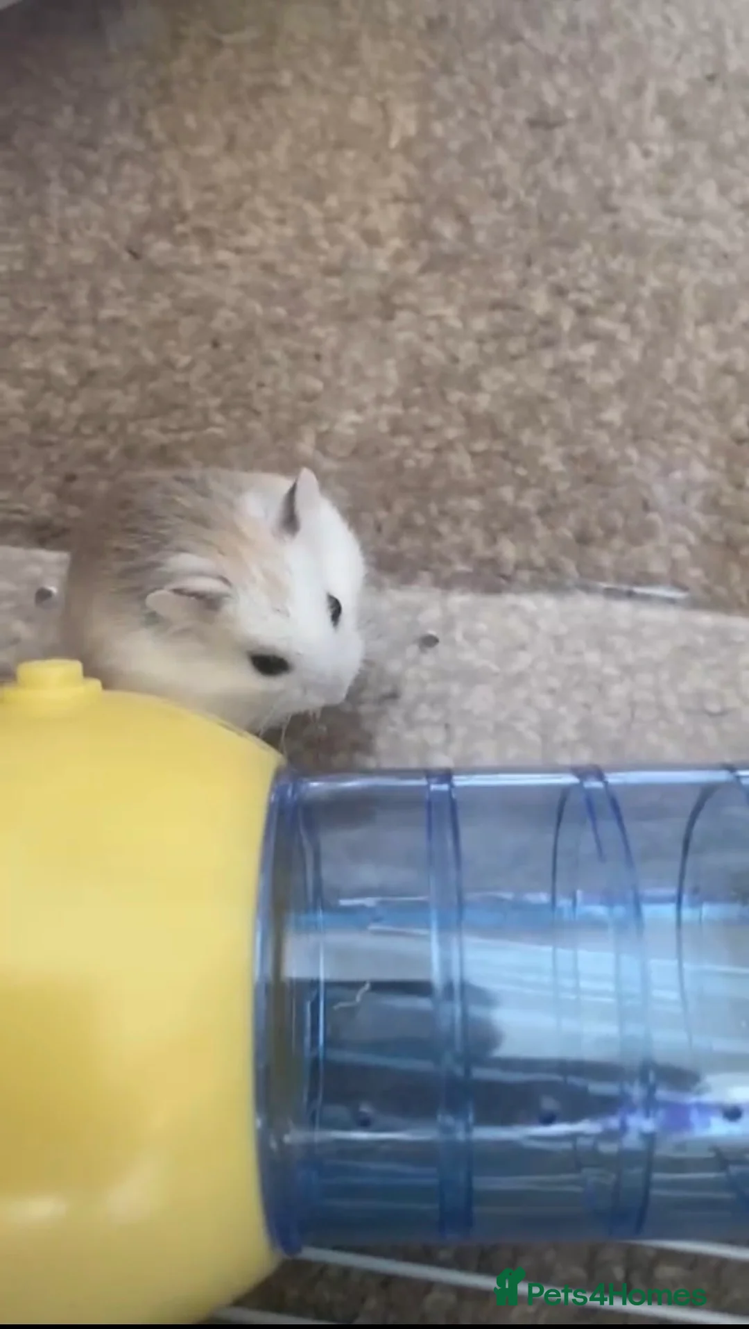 Hamster rodents for sale: Four dwarf hamsters and two hamster cages in Glasgow - Advert 1