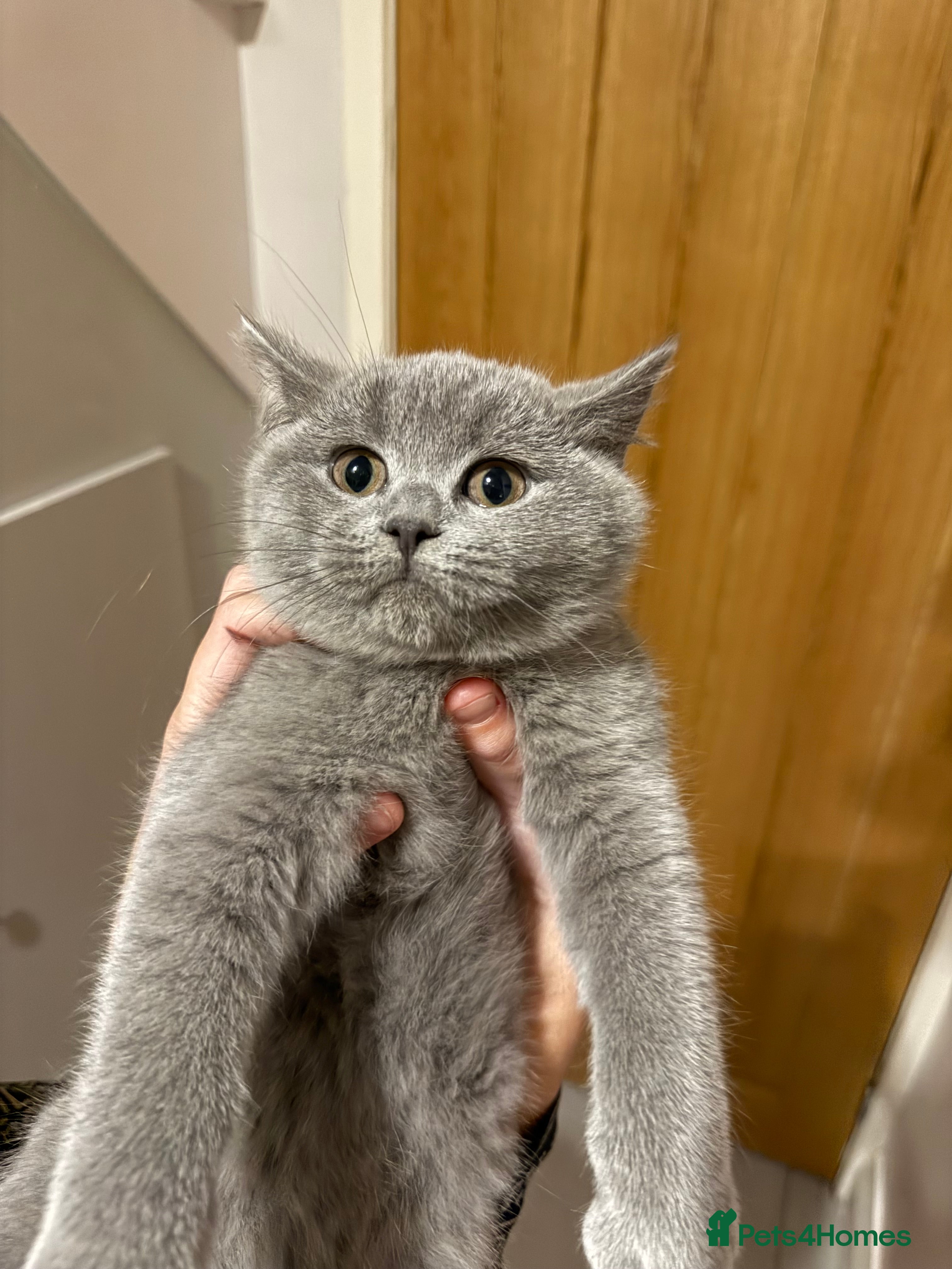 British Shorthair cats One lilac girl still available to take home 🐱  - Advert 2