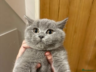 British Shorthair cats One lilac girl still available to take home 🐱 - Advert 2