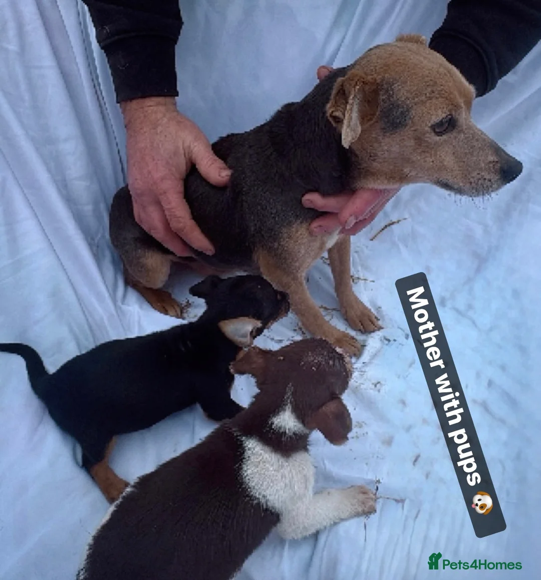Jack Russell dogs for sale: Jack Russell pups  - Advert 6