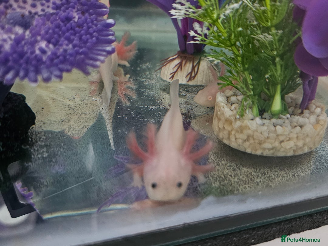Axolotl reptiles for sale: Axolotls - Leucistics & Albinos - Image 2