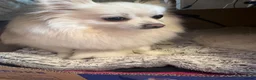 Pomeranian dogs for sale: White male baby Pomeranians  in Keighley - Advert 1