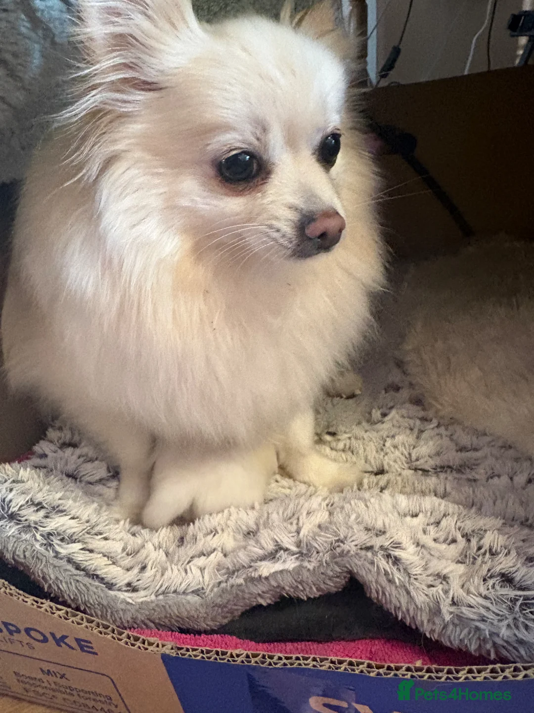 Pomeranian dogs for sale: White male baby Pomeranians  in Keighley - Advert 1
