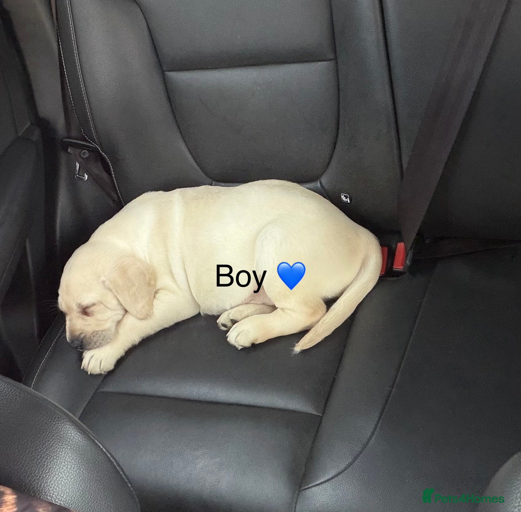 Labrador Retriever dogs Ready to go Labrador puppies /male ❤️🐾 - Advert 19