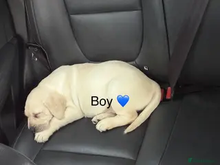 Labrador Retriever dogs Ready to go Labrador puppies /male ❤️🐾 - Advert 19