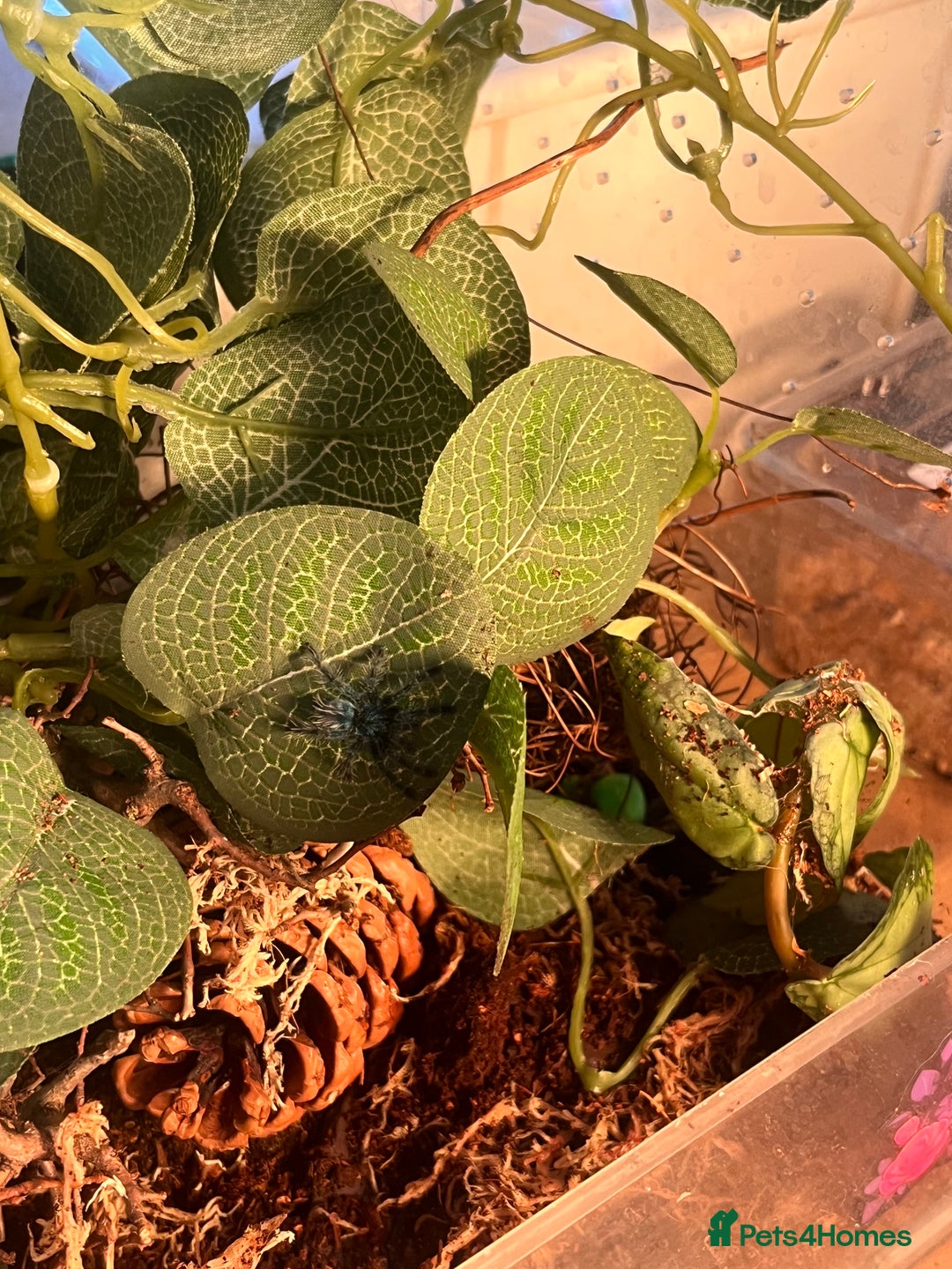 Tarantulas invertebrates for sale: Martinique pink toe tarantula sling - Advert 3