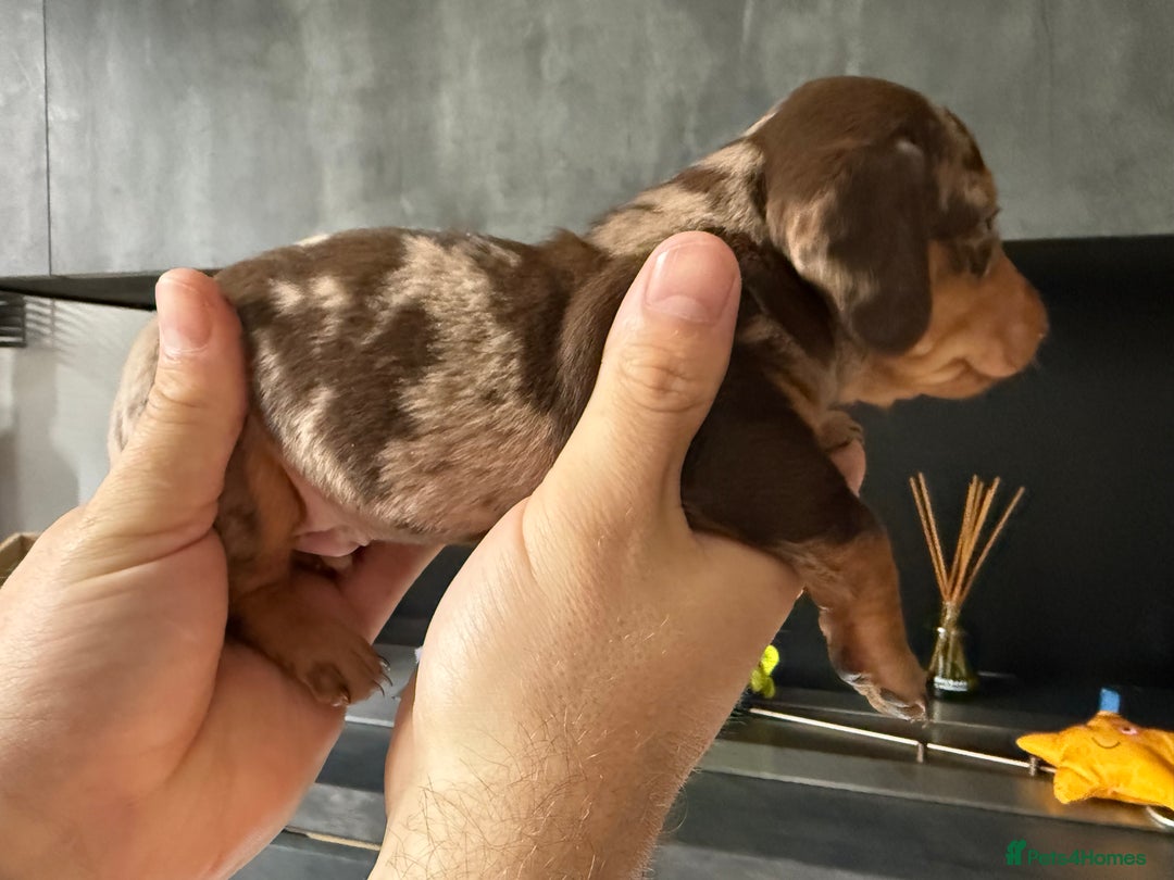 Miniature Dachshund dogs for sale: Miniature Dachshund puppies KC Reg Health tested - Image 11