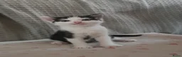 British Shorthair cats for sale: Kittens - Advert 4