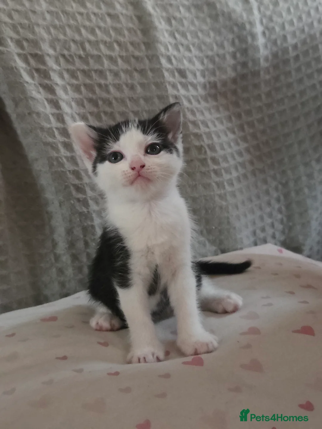 British Shorthair cats for sale: Kittens - Advert 4