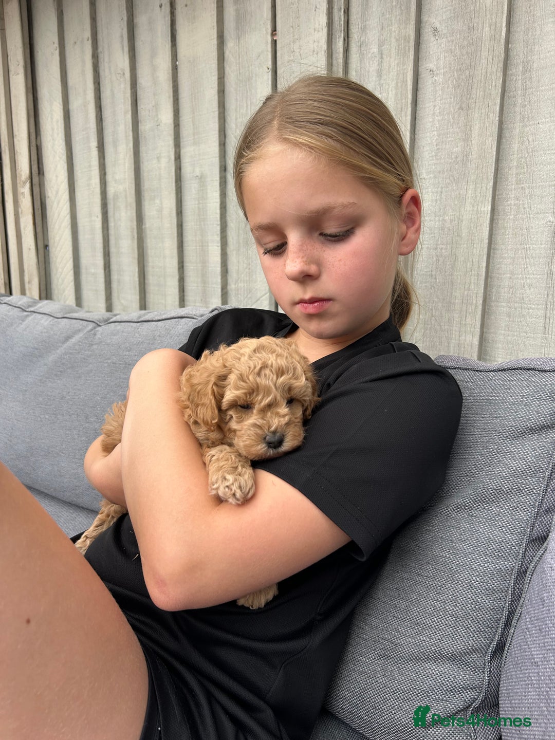Cavapoochon dogs for sale: 5* Gorgeous F1b Cavapoochons - Image 20