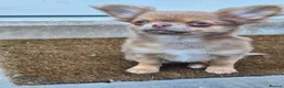Chihuahua dogs for sale: Long haired chihuahua pup in Wolverhampton - Advert 3