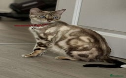 Bengal cats for sale: Two remaining kittens  - Image 6