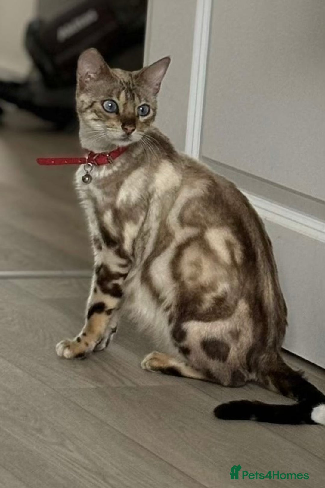 Bengal cats for sale: Two remaining kittens  - Image 6