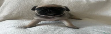 Pug 2