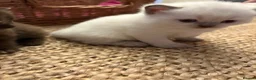 British Shorthair cats for sale: Beautiful British shorthair females  - Advert 12