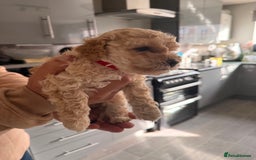 Poochon dogs for sale: Poochon Puppies  - Image 6