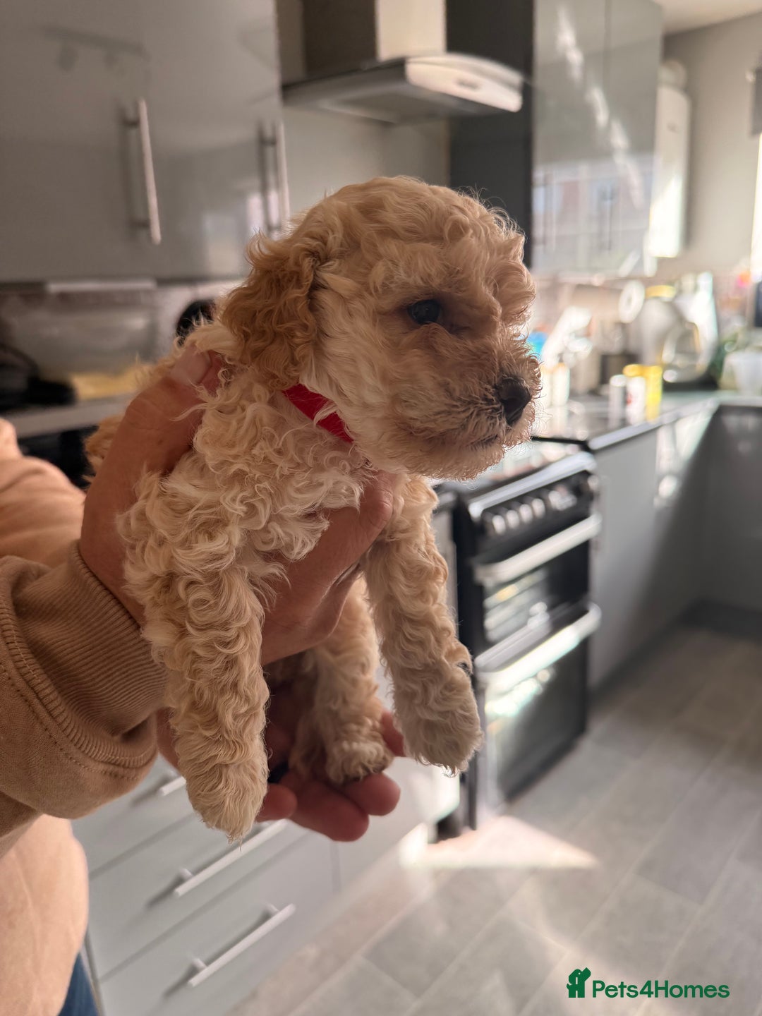 Poochon dogs for sale: Poochon Puppies  - Image 6