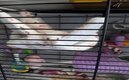 Rat rodents for sale: Baby rats  - Image 10