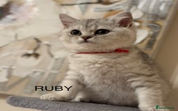 British Shorthair cats for sale: Pedigree|Champion Lines|GCCF Registered| - Image 6
