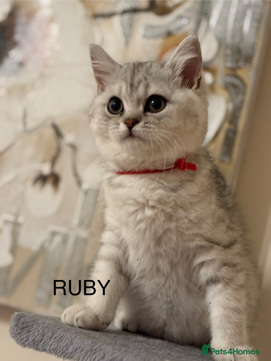 British Shorthair cats for sale: Pedigree|Champion Lines|GCCF Registered| - Image 6