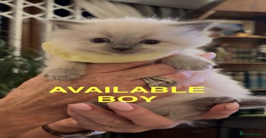 Ragdoll cats - Advert 7