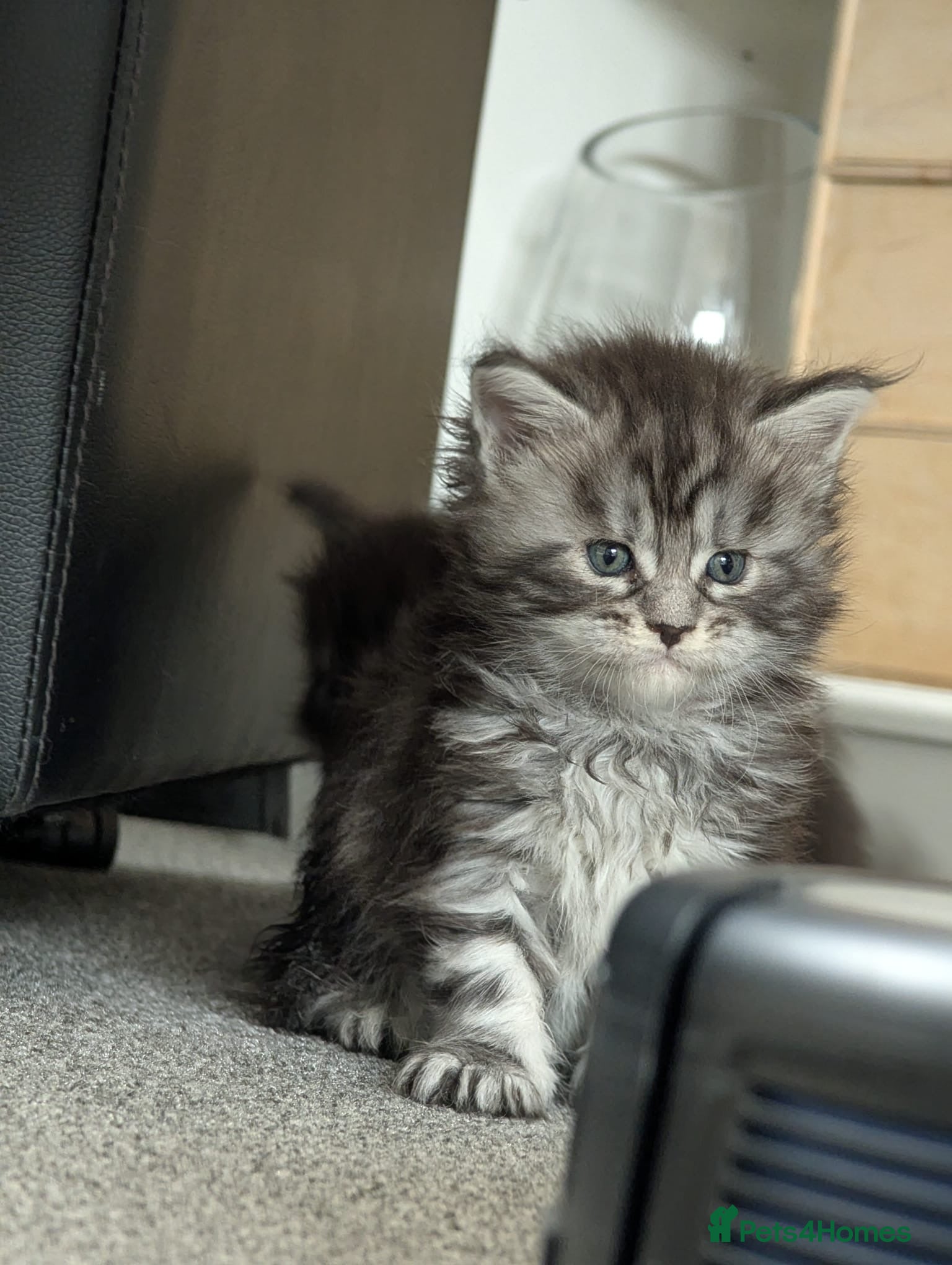 Maine Coon cats for sale: Maine coon kittens  - Advert 12