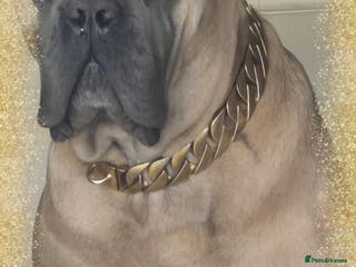 Cane Corso dogs Elite Formentino Cane Corso puppies - Advert 6