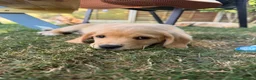 Cockerdor dogs for sale: 1 BEAUTIFUL COCKERDOR LEFT TO FIND FOREVER HOME - Advert 5