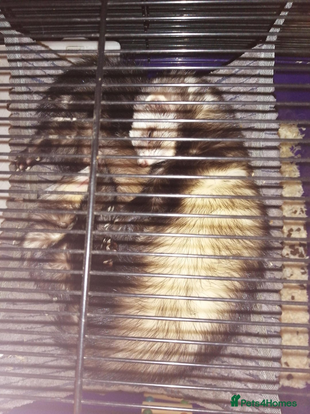 Ferret rodents for sale: 4 Ferrets need rehoming - Advert 3