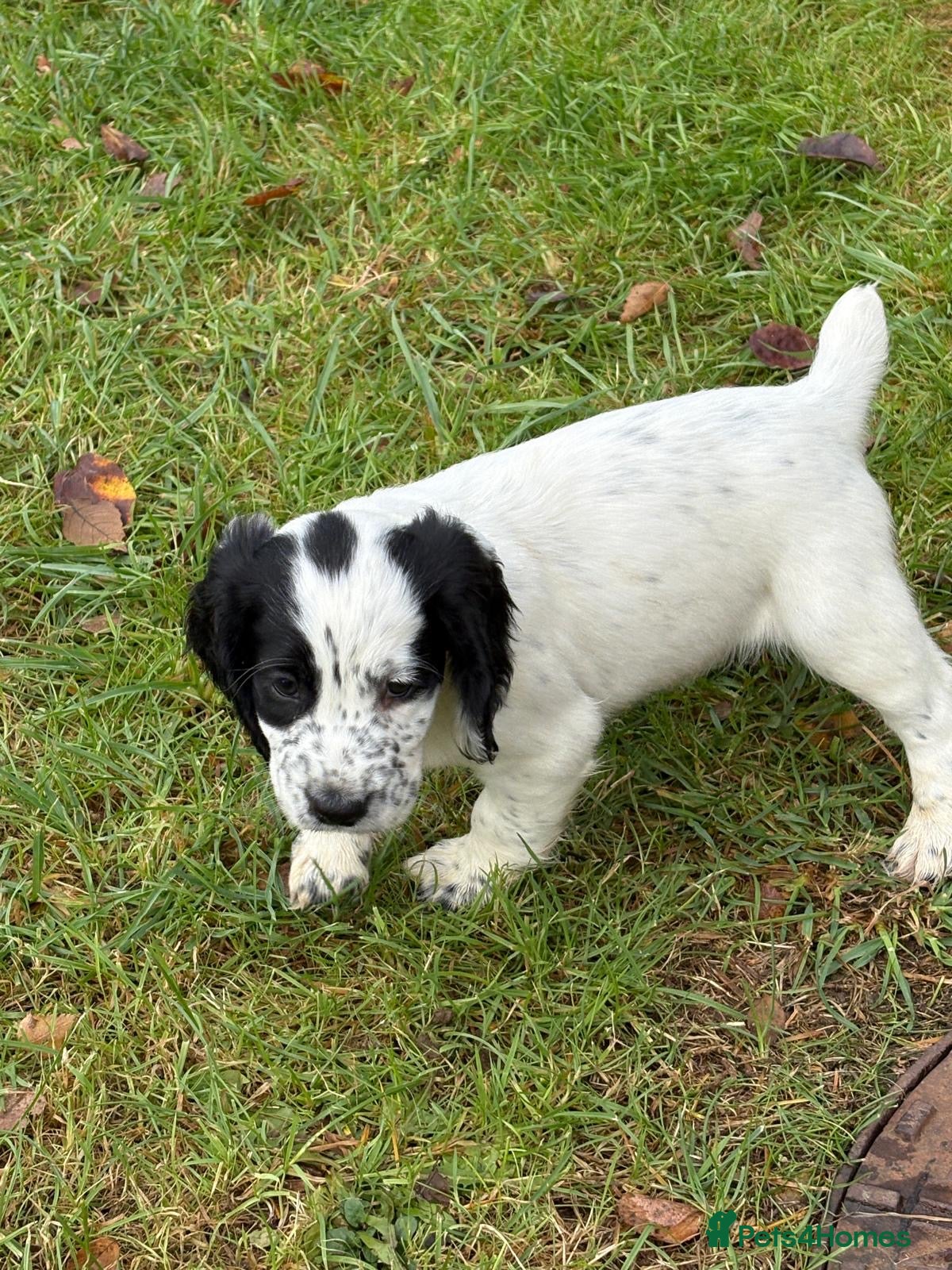 Cocker Spaniel dogs KC Registered Cocker Spaniel Puppies - Advert 8